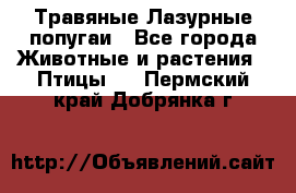 Травяные Лазурные попугаи - Все города Животные и растения » Птицы   . Пермский край,Добрянка г.
